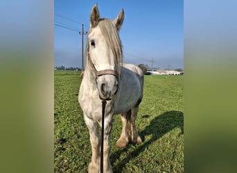 Shire, Merrie, 5 Jaar, 175 cm, Schimmel