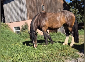 Shire, Merrie, 5 Jaar, 185 cm, Bruin
