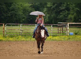 Shire Mix, Merrie, 5 Jaar, Gevlekt-paard
