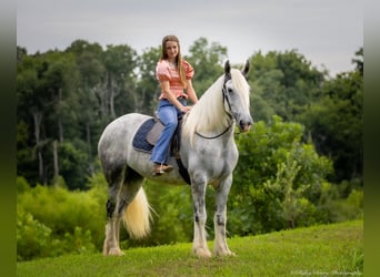 Shire, Merrie, 6 Jaar, 163 cm, Schimmel