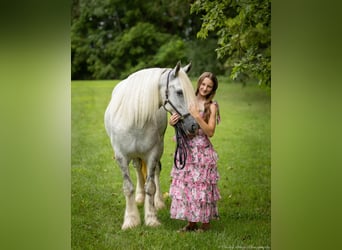 Shire, Merrie, 6 Jaar, 163 cm, Schimmel