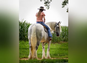 Shire, Merrie, 6 Jaar, 163 cm, Schimmel