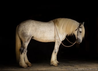 Shire, Merrie, 6 Jaar, 163 cm, Schimmel