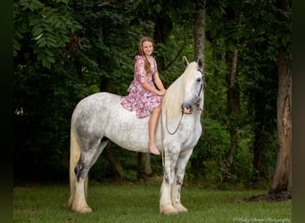 Shire, Merrie, 6 Jaar, 163 cm, Schimmel