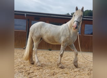 Shire, Merrie, 6 Jaar, 172 cm, Schimmel