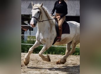 Shire, Merrie, 6 Jaar, 172 cm, Schimmel