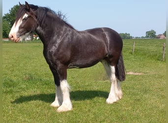 Shire, Merrie, 6 Jaar, 175 cm, Zwart