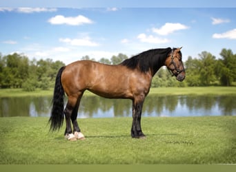 Shire Mix, Merrie, 6 Jaar, Falbe