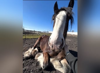 Shire, Merrie, 7 Jaar, 170 cm, Bruin