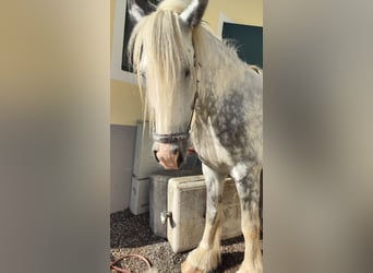 Shire, Merrie, 8 Jaar, 171 cm, Schimmel