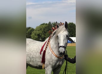 Shire, Merrie, 8 Jaar, 182 cm, Schimmel