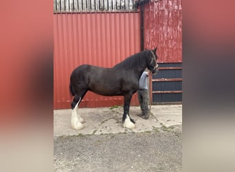 Shire, Merrie, 8 Jaar, Zwart
