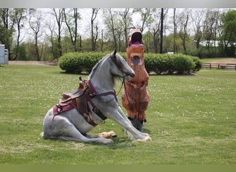 Shire, Merrie, 9 Jaar, 168 cm, Sabino
