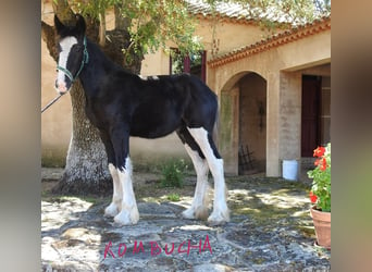 Shire Horse, Stute, Fohlen (04/2024)