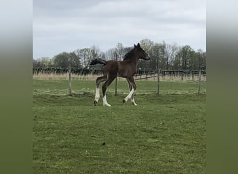 Shire Mix, Merrie, Veulen (04/2026), Bruin