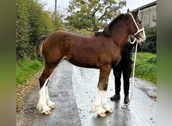 Shire, Merrie, Veulen (01/2025)