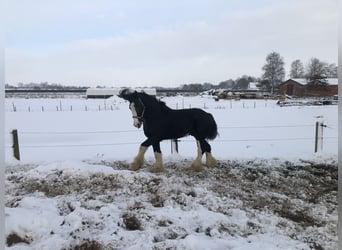 Shire, Merrie, Veulen (05/2026), Zwart