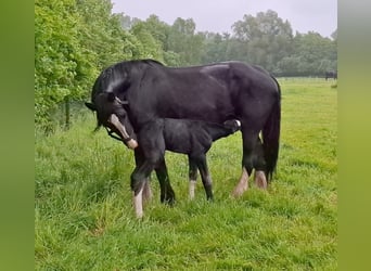 Shire, Ogier, Źrebak (05/2025), Siwa
