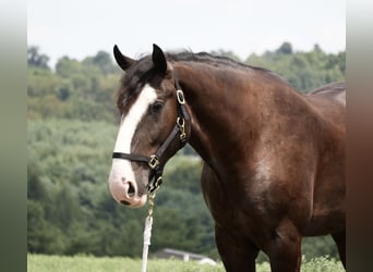 Shire Mix, Ruin, 4 Jaar, Zwart