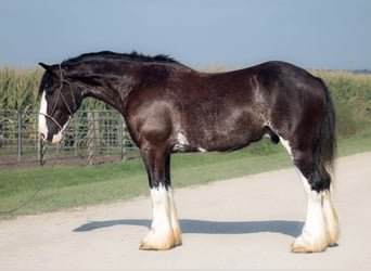 Shire Mix, Ruin, 4 Jaar, Zwart