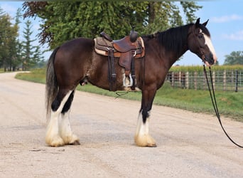 Shire Mix, Ruin, 4 Jaar, Zwart