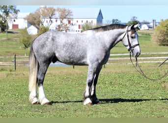 Shire Mix, Ruin, 5 Jaar, 163 cm, Schimmel