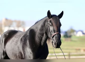 Shire Mix, Ruin, 5 Jaar, 168 cm