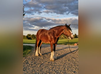 Shire, Ruin, 5 Jaar, 171 cm, Lichtbruin