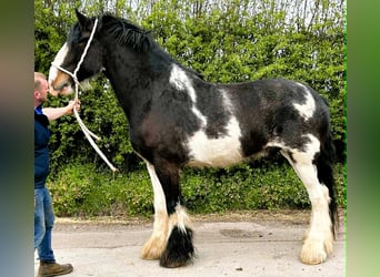 Shire, Ruin, 5 Jaar
