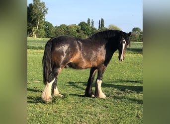 Shire, Ruin, 6 Jaar, 174 cm, Bruin