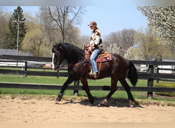 Shire / Shire Horse, Castrone, 10 Anni, 168 cm, Morello