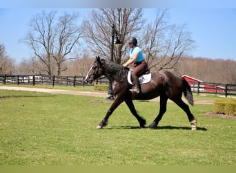 Shire / Shire Horse, Castrone, 10 Anni, 168 cm, Morello