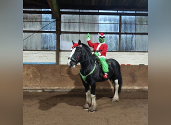 Shire / Shire Horse, Castrone, 12 Anni, 184 cm, Morello
