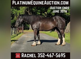 Shire / Shire Horse, Castrone, 13 Anni, 170 cm, Morello