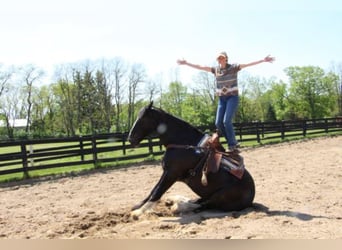 Shire / Shire Horse, Castrone, 14 Anni, 173 cm, Morello