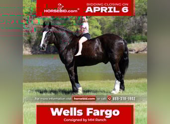 Shire / Shire Horse Mix, Castrone, 16 Anni, 168 cm, Morello