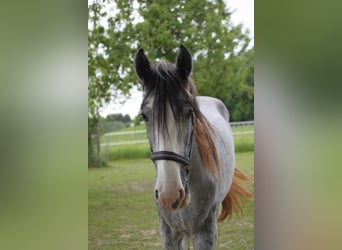 Shire / Shire Horse, Castrone, 3 Anni, 168 cm, Può diventare grigio