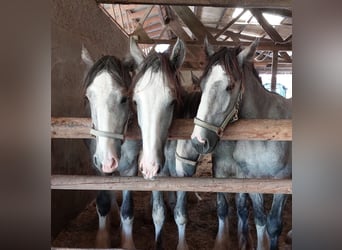 Shire / Shire Horse, Castrone, 4 Anni, 145 cm, Grigio