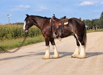 Shire / Shire Horse Mix, Castrone, 4 Anni, Morello