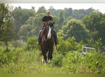 Shire / Shire Horse Mix, Castrone, 4 Anni, Morello