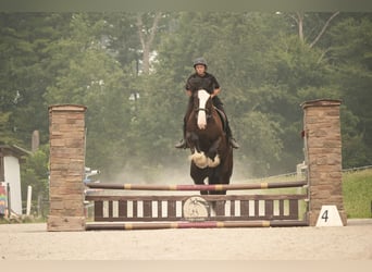 Shire / Shire Horse Mix, Castrone, 4 Anni, Morello