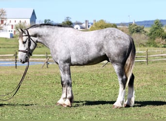 Shire / Shire Horse Mix, Castrone, 5 Anni, 163 cm, Grigio
