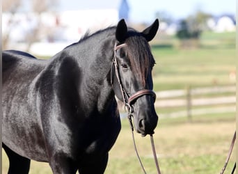 Shire / Shire Horse Mix, Castrone, 5 Anni, 168 cm, Morello