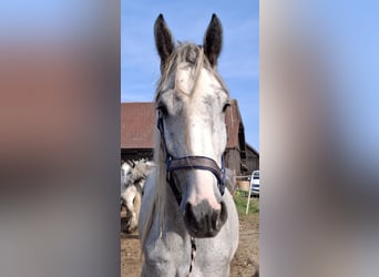 Shire / Shire Horse, Castrone, 5 Anni, 172 cm, Grigio