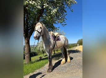 Shire / Shire Horse, Castrone, 5 Anni, 172 cm, Grigio