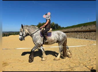 Shire / Shire Horse, Castrone, 5 Anni, 172 cm, Grigio