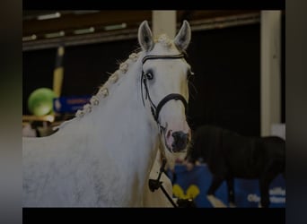 Shire / Shire Horse, Castrone, 5 Anni, 175 cm, Grigio