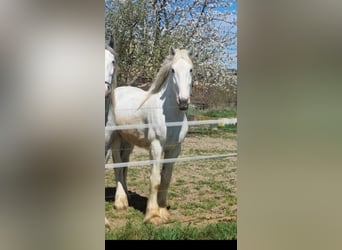 Shire / Shire Horse, Castrone, 5 Anni, 175 cm, Grigio