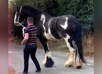 Shire / Shire Horse, Castrone, 5 Anni