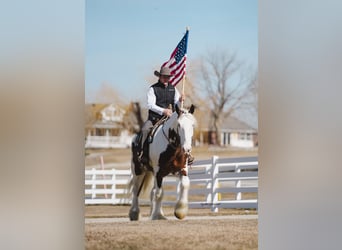 Shire / Shire Horse, Castrone, 6 Anni, 168 cm, Tobiano-tutti i colori